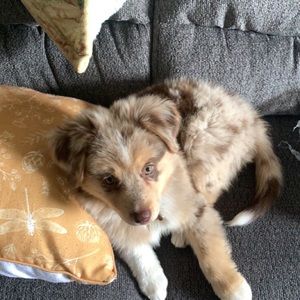 Meet your Posher, Rickejo